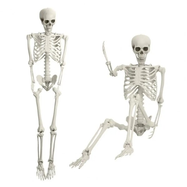 165cm Life Size Skeleton Halloween Decoration | Posable Full Body Pirate Skeleton Prop